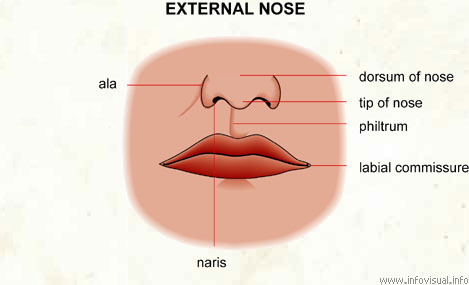 Nose  (Visual Dictionary)